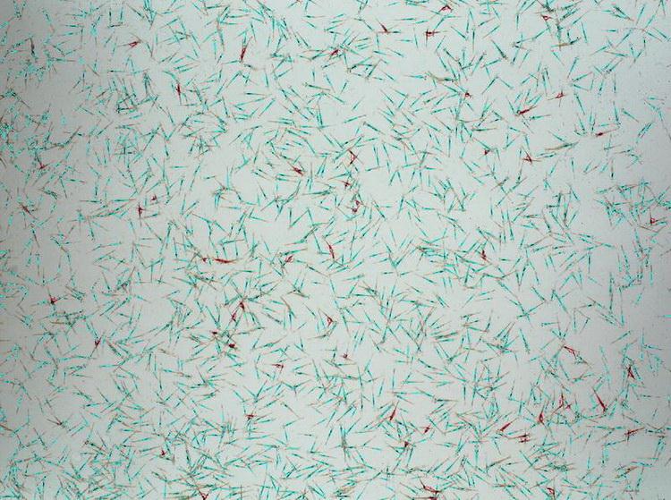 SC-B1型超快的自動蝦苗計數儀