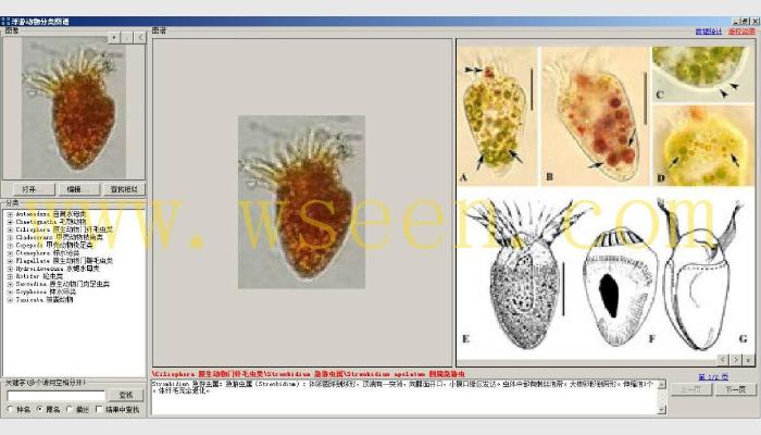 AlgaeC浮游生物計數分析智能鑒定系統（浮游動物鑒定模塊）