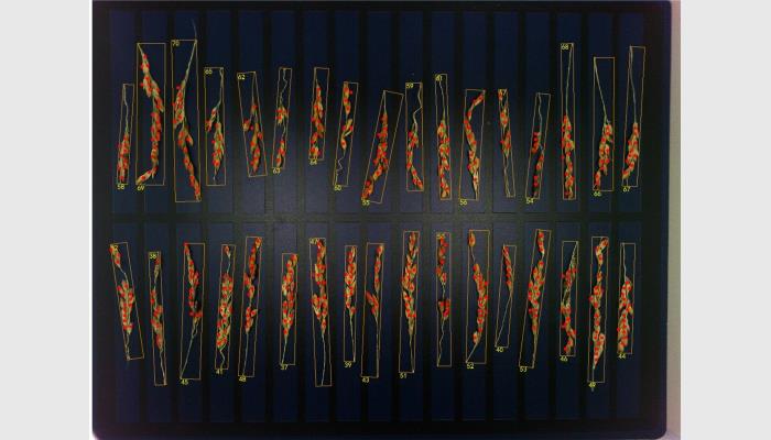 萬深SC-S型稻谷穗形粒數考種儀