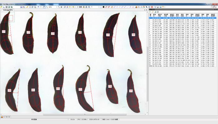 LA-S植物圖像分析儀系統(tǒng)（根系+葉面積分析組合版）大幅面款
